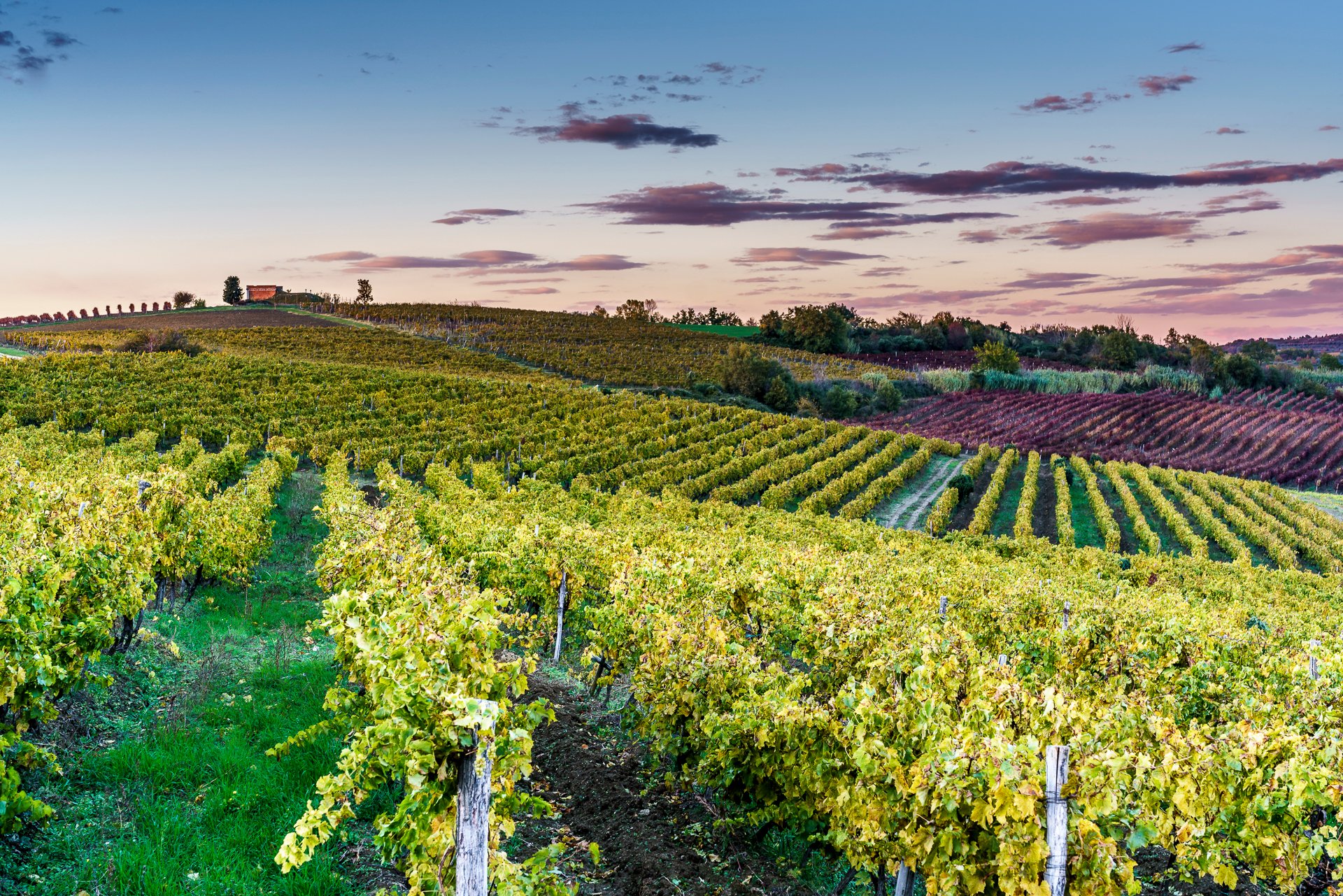 Vinařství Istria