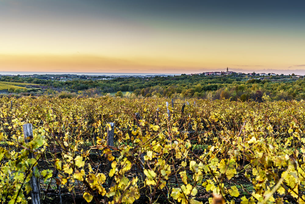 Vinařství Cattunar Istria